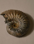 Келловейский аммонит Kosmoceras proniae,