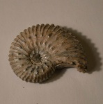 Келловейский аммонит Kosmoceras sp,