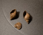 Pictavia laevigata, Trautscholdia cordata Верхний Оксфорд, зона Иловайски