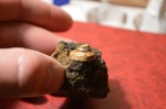 Гастропода Bathrotomaria mosquensis