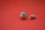 Purpurina (Globipurpurina) plicata, Actaeon frearsianus