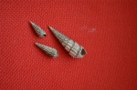 Cryptaulax strangwaysi,  Procerithium russiense