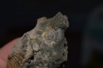 d.panderi