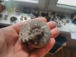 c.subditus из Огарково