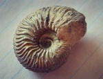 Мергелевый Cardioceras sp.