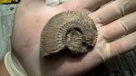 Kosmoceras Proniae