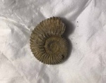 Аммонит Parapeltoceras sp.