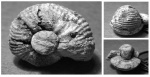 Аммонит из зоны Q.Lamberti eboraciceras carinatum