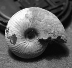 Funiferites sp.