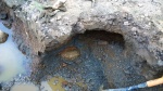 indosphinctites mutatus в берлоге.