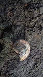 V.virgatus
