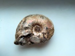 kepplerites galilaeii/callovian/jurassic