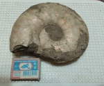 Sigaloceras calloviense (Sowerby, 1815)