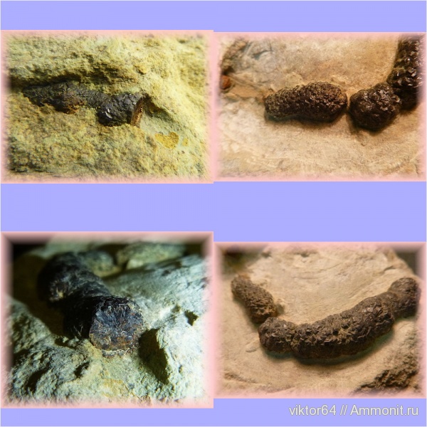ордовик, ихнофоссилии, пиритизация, Ordovician
