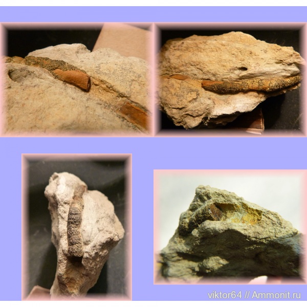 ордовик, ихнофоссилии, пиритизация, Ordovician
