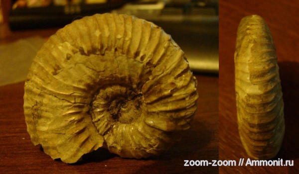Acanthohoplites
