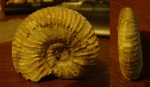 Acanthohoplites sp