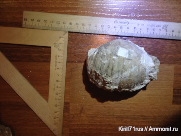 Gigantoproductus
