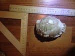 Морское животное