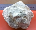 scleractinia
