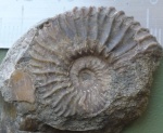 аммонит Deshayesites sp.в породе