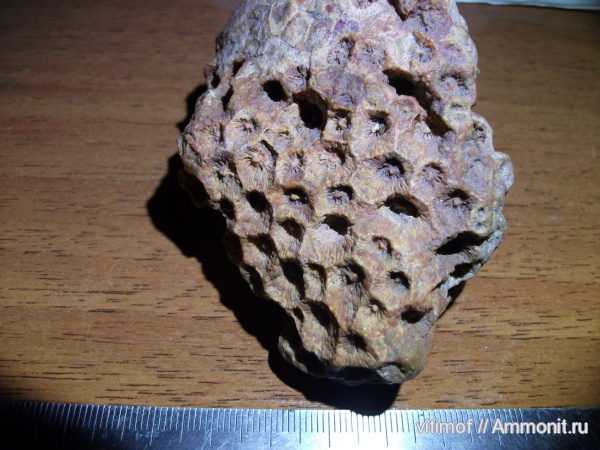 кораллы, кишечнополостные, беспозвоночные, Petalaxis, Rugosa