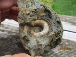на определение, возможно гастропода Euomphalus sp