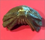 брахиопода (Russirhynchia fischeri)