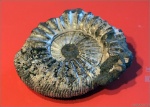 Virgatites gerassimovi