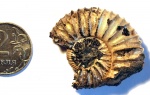 еще один V. cf. pallasianus