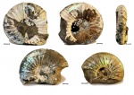 Virgatites gerassimovi