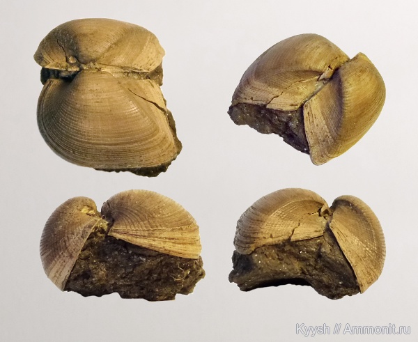 Grammatodon, Капотня