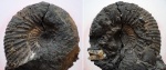 Dorsoplanites