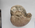 Cadochamoussetia surensis (Nikitin)