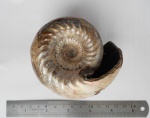 Cadoceras elatmae
