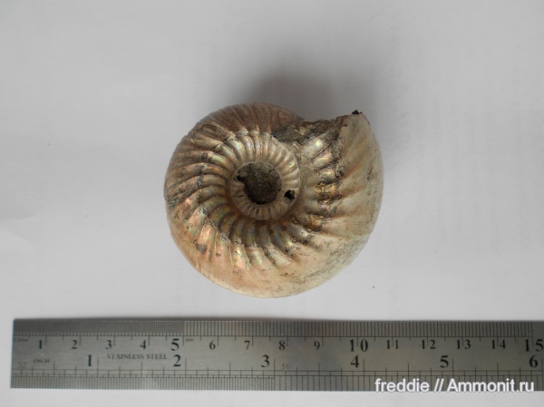 Cadoceras, Cadoceras elatmae
