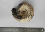 Cadoceras elatmae