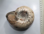 Cadoceras Elatmae из оврага близ с. Просек