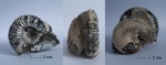 Pseudocadoceras sp. и Toricellites unzhensis Mitta
