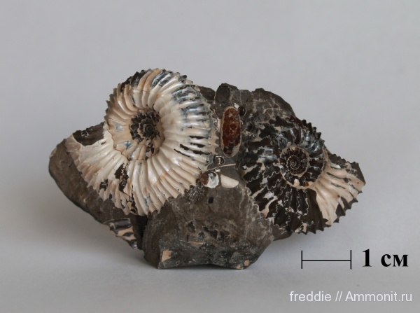 Toricellites