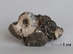 Toricellites unzhensis Mitta    из села Просек