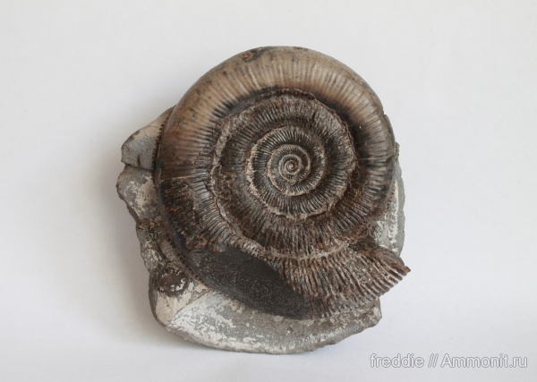 Dactylioceras, Dactylioceras tenuicostatum