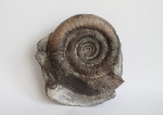Dactylioceras tenuicostatum