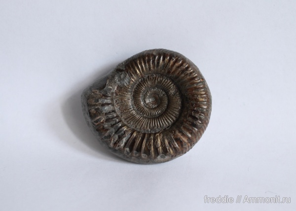 Peronoceras