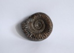 Peronoceras sp.