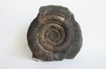 Dactylioceras tenuicostatum
