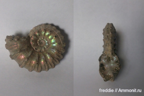 Kosmoceras