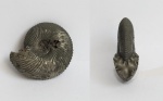 Пиритовый Cadochamoussetia sp. juv. (gr. surensis-subpatruus)