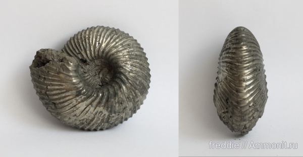 Cadochamoussetia, Cadochamoussetia surensis