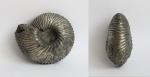 Пиритовый Cadochamoussetia surensis (Nikitin)